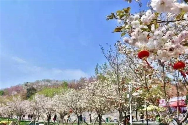 長(zhǎng)沙潯龍河櫻花谷、田漢文化園一日游
