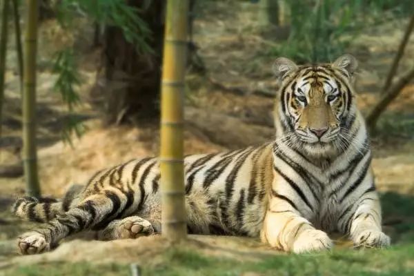 長沙三珍虎園、楊開慧故居一日游