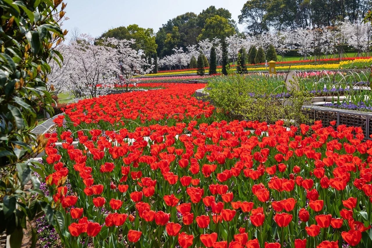 岳陽(yáng)花語(yǔ)世界、汴河街一日游