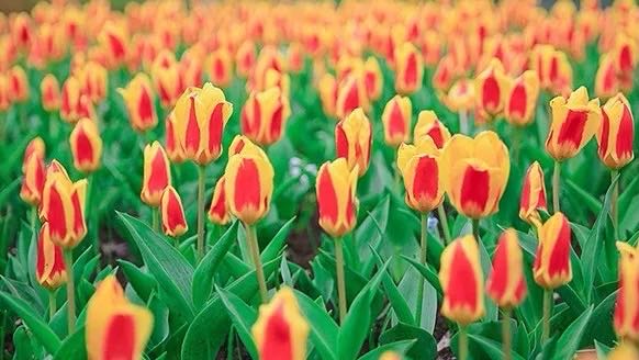 岳陽(yáng)花語(yǔ)世界、汴河街一日游